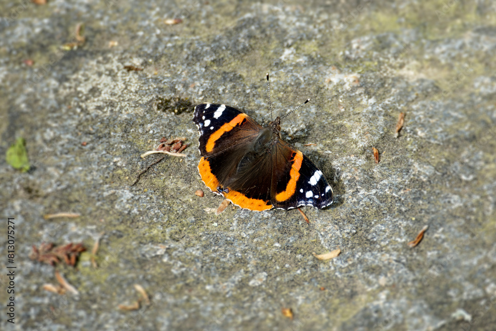 Red admiral butterfly (Vanessa Atalanta) sitting on stone path in Zurich, Switzerland Red admiral butterfly (Vanessa Atalanta) sitting on stone path in Zurich, Switzerland