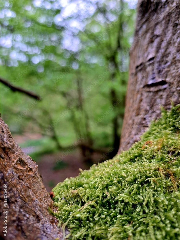 a rainy day in the woods in Buckinghamshire, England in April 2024 a rainy day in the woods in Buckinghamshire, England in April 2024