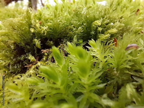 Spaghnum Moss in Hodgemoor Woods in Buckinghamshire, England, April 2024 photo