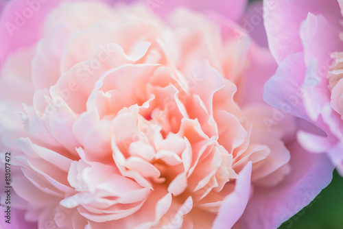 Close up for pink peony flower