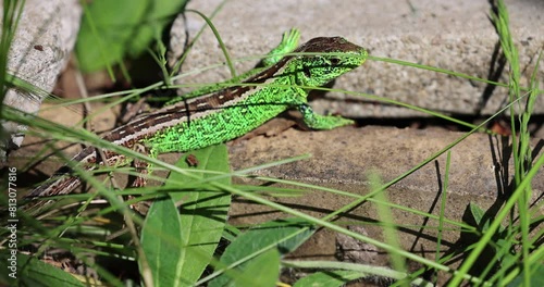 Zauneidechse im Garten