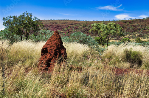 Termite mound made of red earth in the Australian outback. Yellow, dried out grasses, trees and hill in the background. Exmouth area, Western Australia
 photo