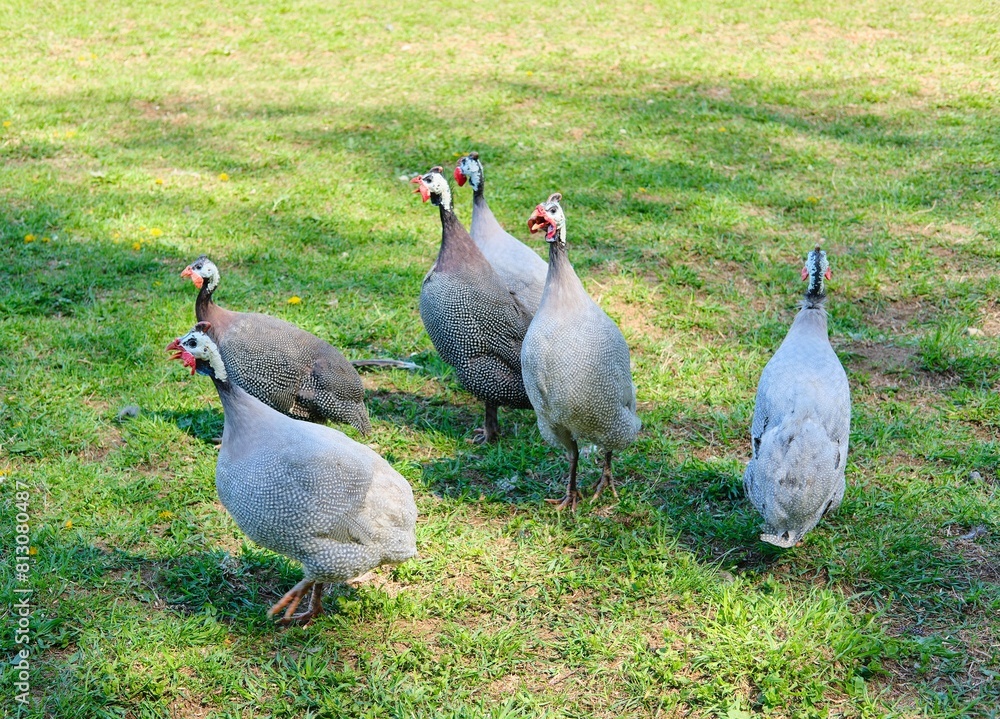 A group of domestic guinea fowl calls on the lawn in the poultry pen. A group of domestic guinea fowl calls on the lawn in the poultry pen.