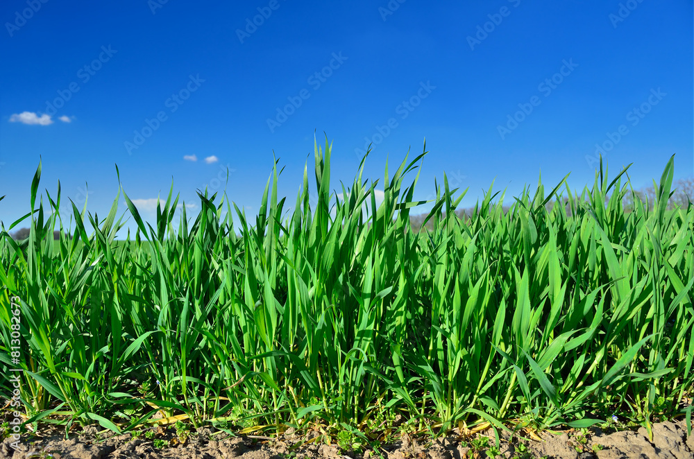 Green stems of cereal plants in a field close-up