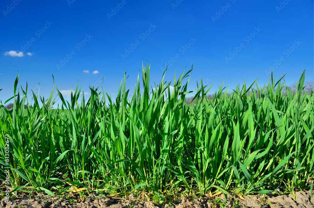 Green stems of cereal plants in a field close-up Green stems of cereal plants in a field close-up