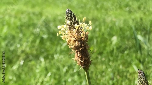 Ribwort plantain, medicinal herb with flower in spring in Germany in a garden photo