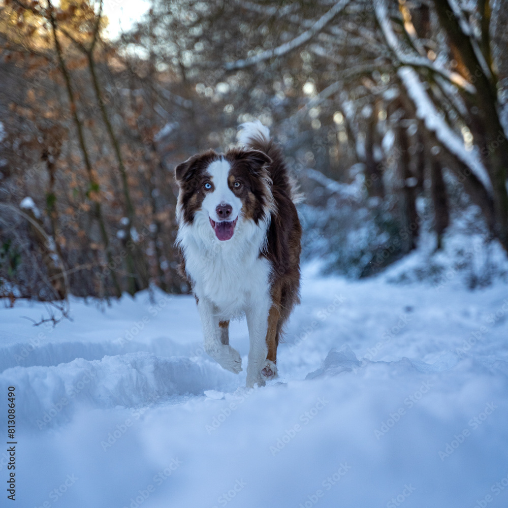 Playful Australian Shepherd Galloping in Snow-Covered Forest Playful Australian Shepherd Galloping in Snow-Covered Forest
