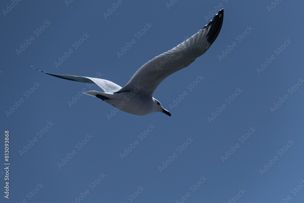 Flight of Freedom: Seagull's Soaring Elegance in Azure Sky Flight of Freedom: Seagull's Soaring Elegance in Azure Sky