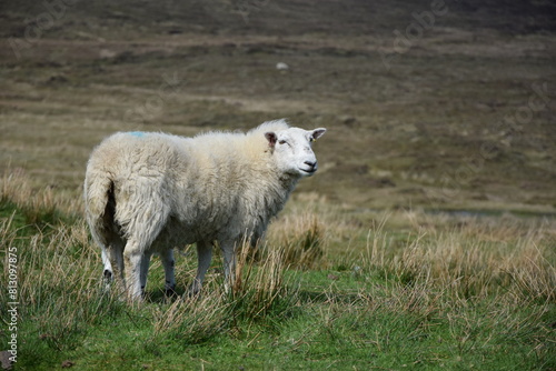 Schottland Hochland Schaf