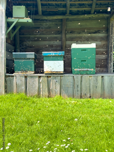 Beehives in an open shed on green garden grass in spring. Active beekeeping scene with buzzing bees.