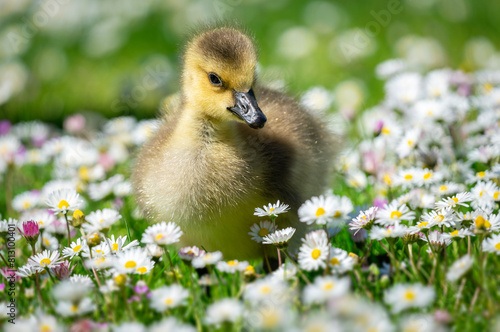 Bild auf Leinwand Adorable Gosling Exploring Daisy Field - Cute Baby Goose, Spring Flowers, Wildli