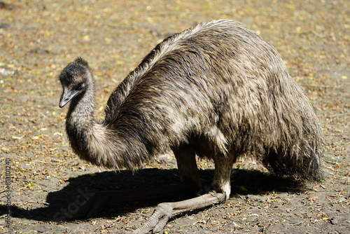 The emu (Dromaius novaehollandiae) is a species of flightless bird endemic to Australia, where it is the largest native bird. Walsrode Bird Park, Germany. photo