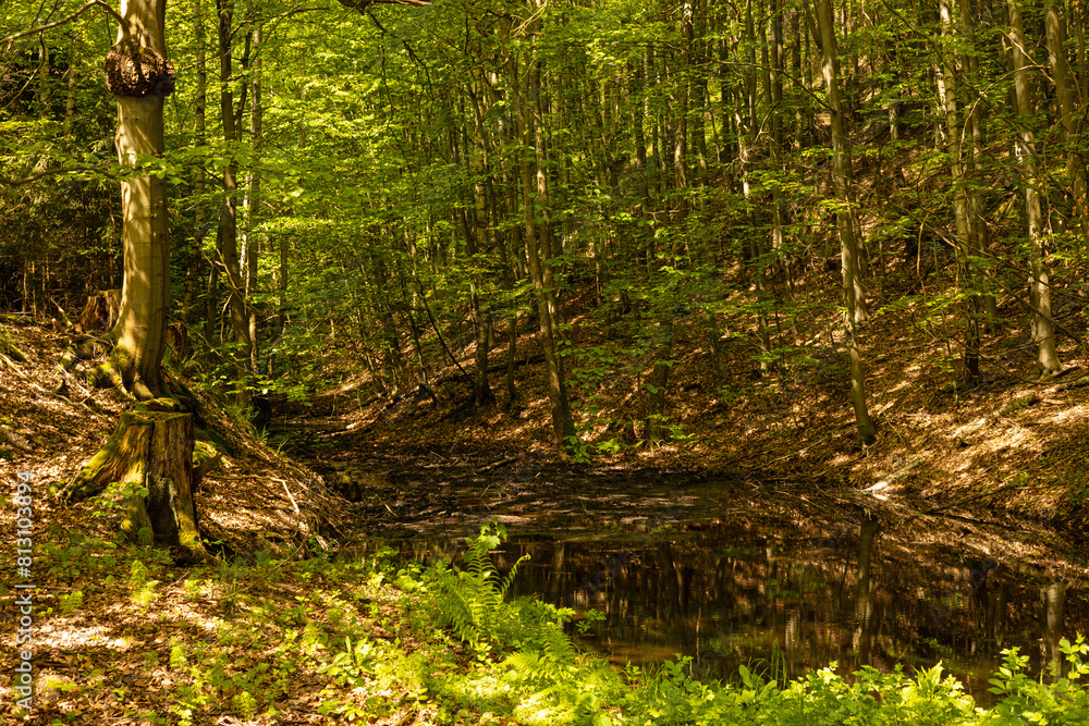Fototapeta premium small pond in the thuringian forest near Mosbach