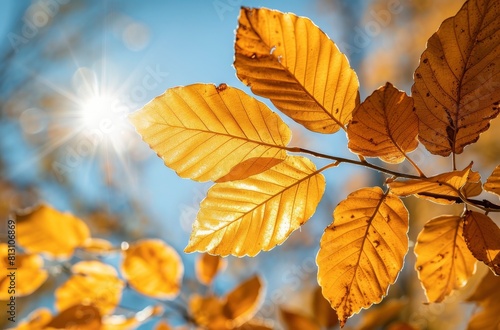 Sun Shines Through Leaves of Tree