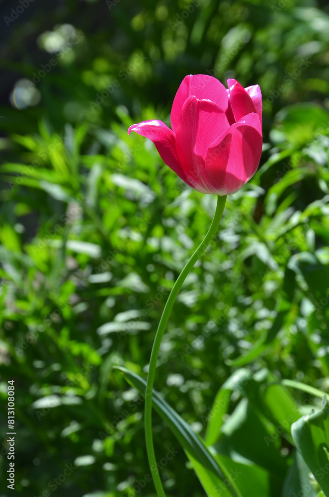 Single crimson color tulip flower blooms in the spring garden .Gardening ,planting ,landscaping concept.Free copy space. Single crimson color tulip flower blooms in the spring garden .Gardening ,planting ,landscaping concept.Free copy space.