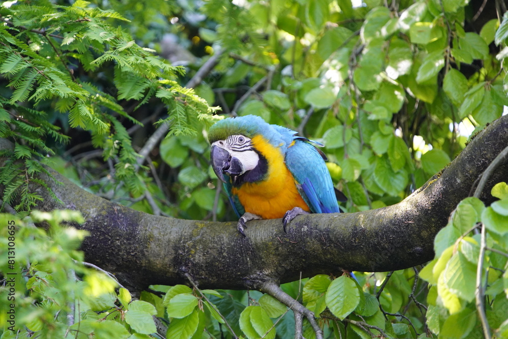 
The Blue-and-Yellow Macaw (Ara ararauna), also known as the Blue-and-Gold Macaw, is a large blue (top parts) and yellow (under parts) South American parrot. Bird Park, Walsrode, Germany.
