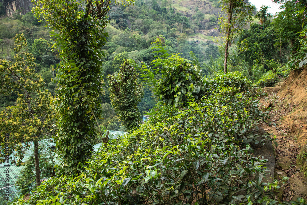 high mountain tea plantation in Sri Lanka high mountain tea plantation in Sri Lanka