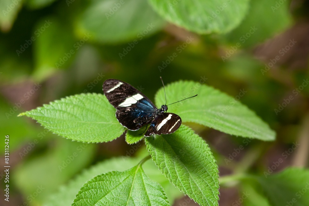 Sara longwing butterfly, Heliconius sara Sara longwing butterfly, Heliconius sara