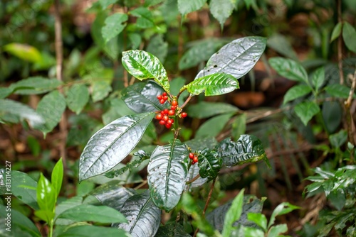 Fruits and foliage of Notopleura uliginosa