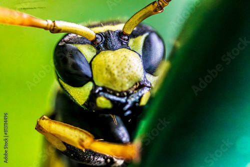macro of a wasp