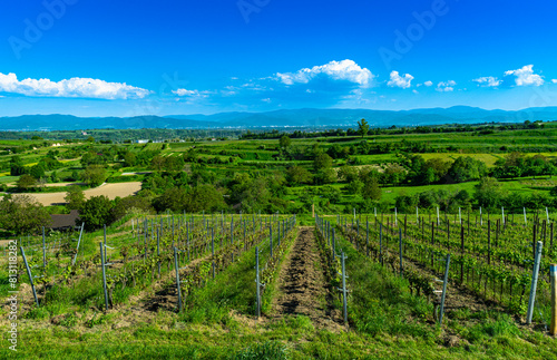 Wallpaper Mural View from the Bahlingen vineyards (Kaiserstuhl) over the Rhine plain to the Black Forest. Baden Wuerttemberg, Germany, Europe Torontodigital.ca