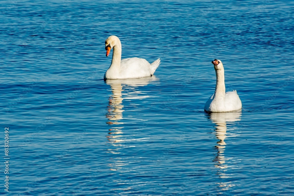 Fototapeta premium Two swans on there water