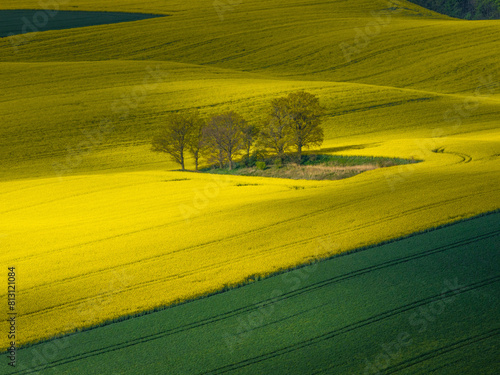 Yellow blooming agricultural fields