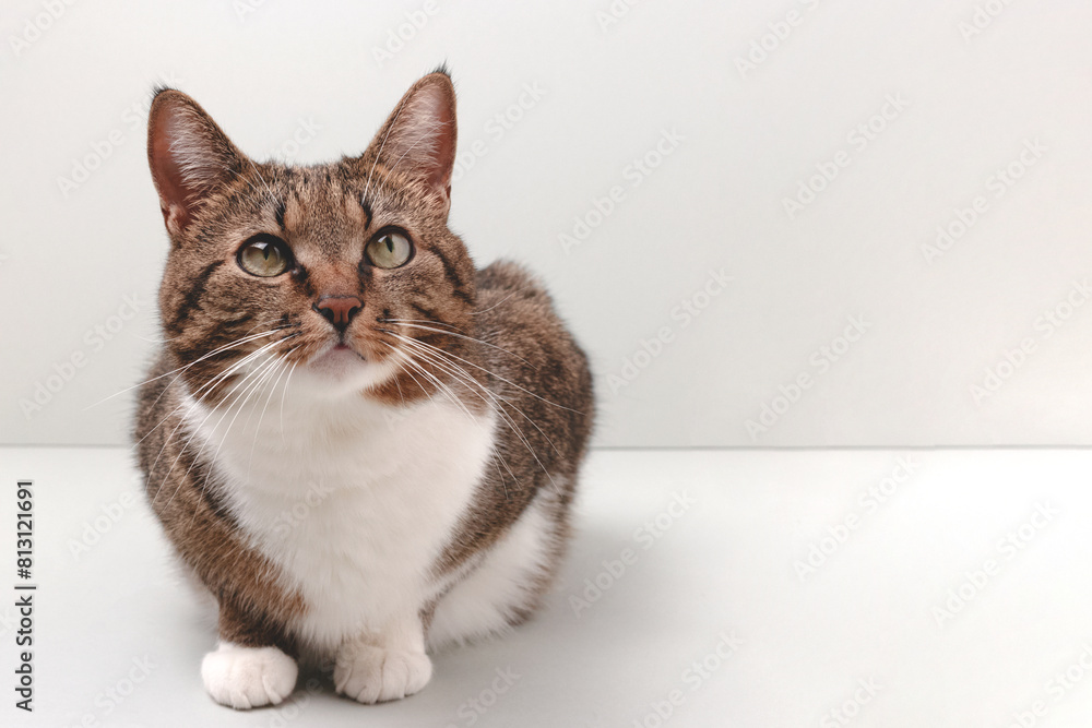 Shorthair domestic tabby cat sitting on a gray background. Place for text. Shorthair domestic tabby cat sitting on a gray background. Place for text.