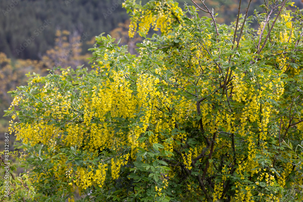 Golden chain or golden rain (Laburnum anagyroides) , Abruzzo, Italy Golden chain or golden rain (Laburnum anagyroides) , Abruzzo, Italy