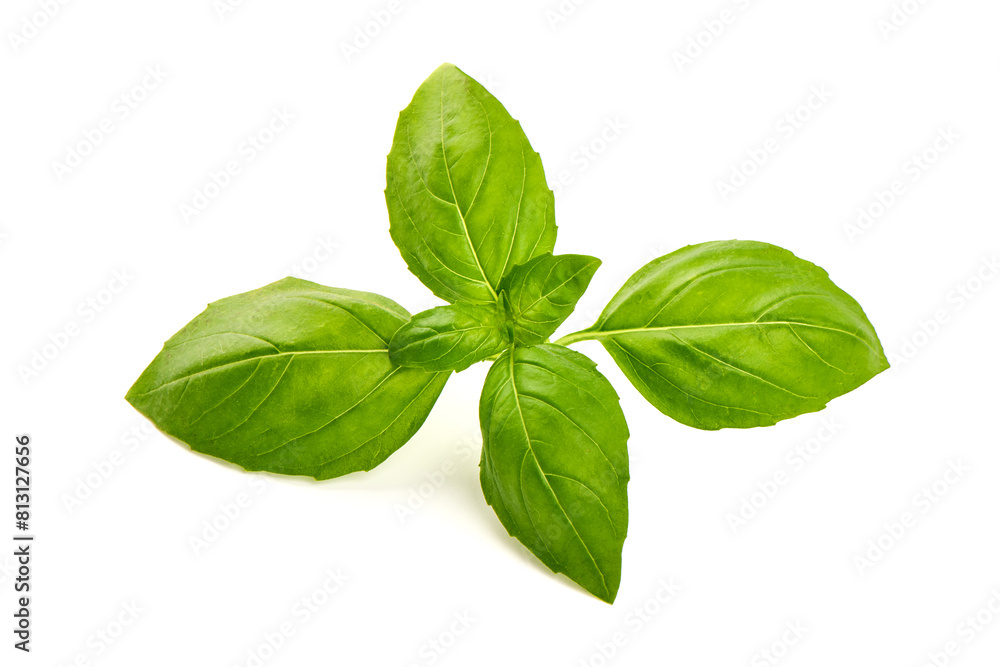 Fresh organic basil leaves, close-up, isolated on white background. Fresh organic basil leaves, close-up, isolated on white background.