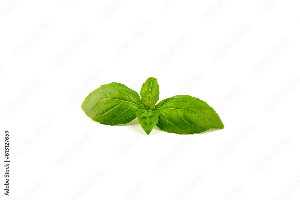 Fresh organic basil leaves, close-up, isolated on white background. Fresh organic basil leaves, close-up, isolated on white background.