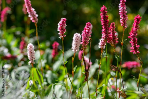 Bistorta affinis fleece flower in bloom, beautiful white purple knotweed Himalayan Persicaria bistort flowering plant in garden photo