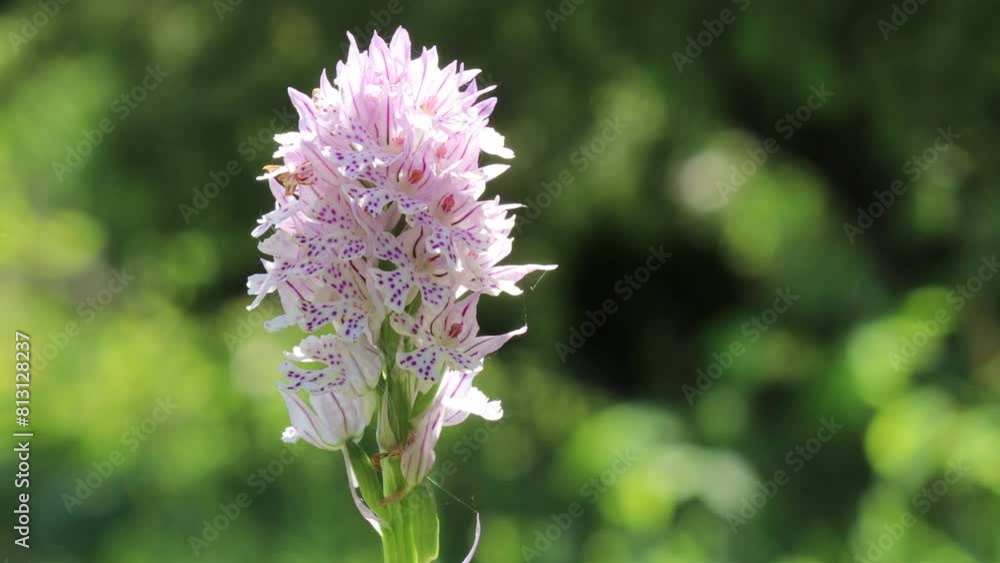 Dreizähniges Knabenkraut (Neotinea tridentata) Dreizähniges Knabenkraut (Neotinea tridentata)