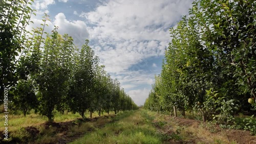 Dynamic stabilized shot of pear trees in orderly lines, a natural orchard landscape with a clear sky above