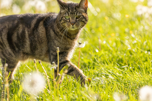 Katze in Blümchenwiese