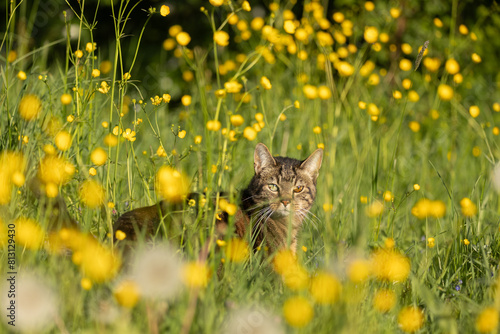 Katze in Blümchenwiese