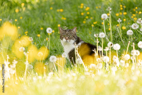 Katze in Blümchenwiese