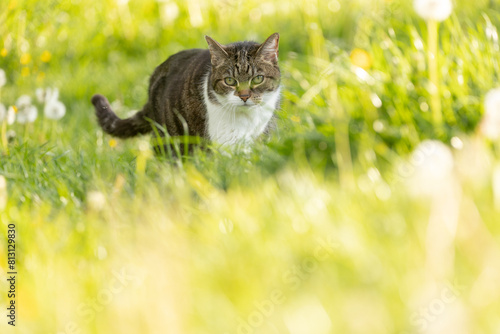 Katze in Blümchenwiese