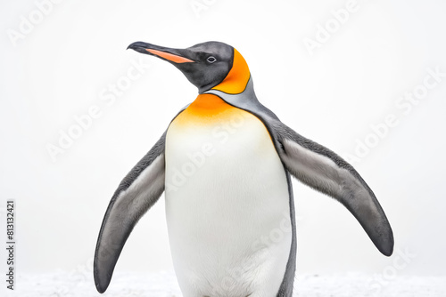 King penguin standing in snow, close-up photo