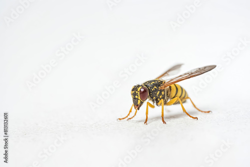 Close-up of a wasp on a white surface