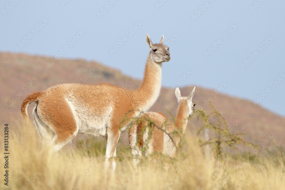 Ταπετσαρία guanaco in the hills