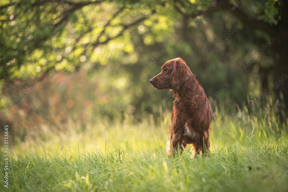 young Irish Setter dog in nature young Irish Setter dog in nature