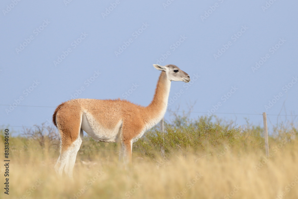 Guanaco in the grass Guanaco in the grass