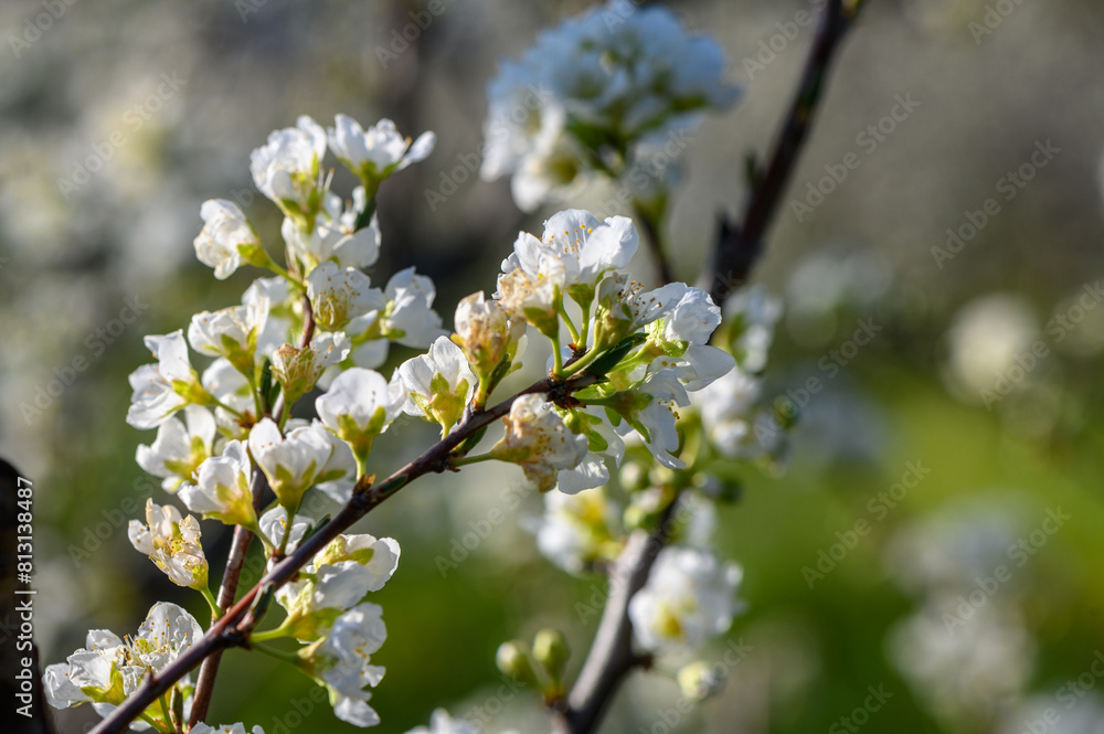 Close-up image of the spring white Plum blossom flowers against a vibrant blue sky 2 Close-up image of the spring white Plum blossom flowers against a vibrant blue sky 2