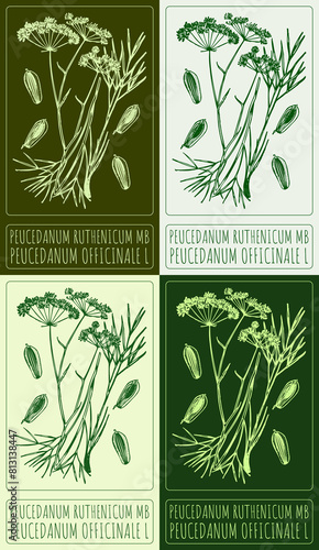 Set of drawing PEUCEDANUM RUTHENICUM MB in various colors. Hand drawn illustration. The Latin name is PEUCEDANUM OFFICINALE L. photo