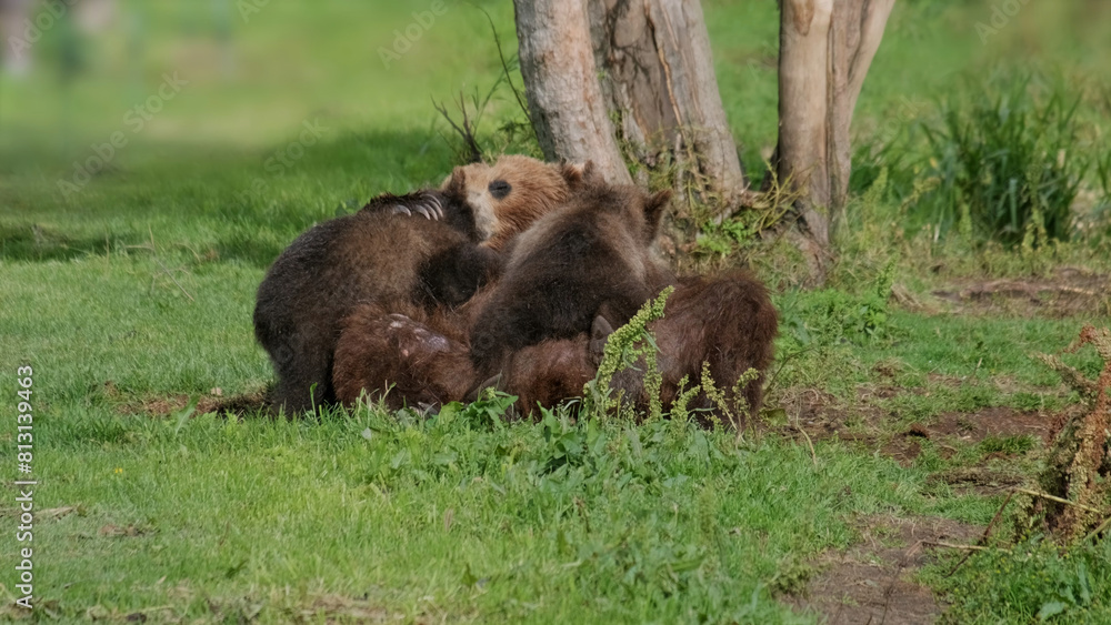 Bear mother feeding breast milk cubs Bear mother feeding breast milk cubs