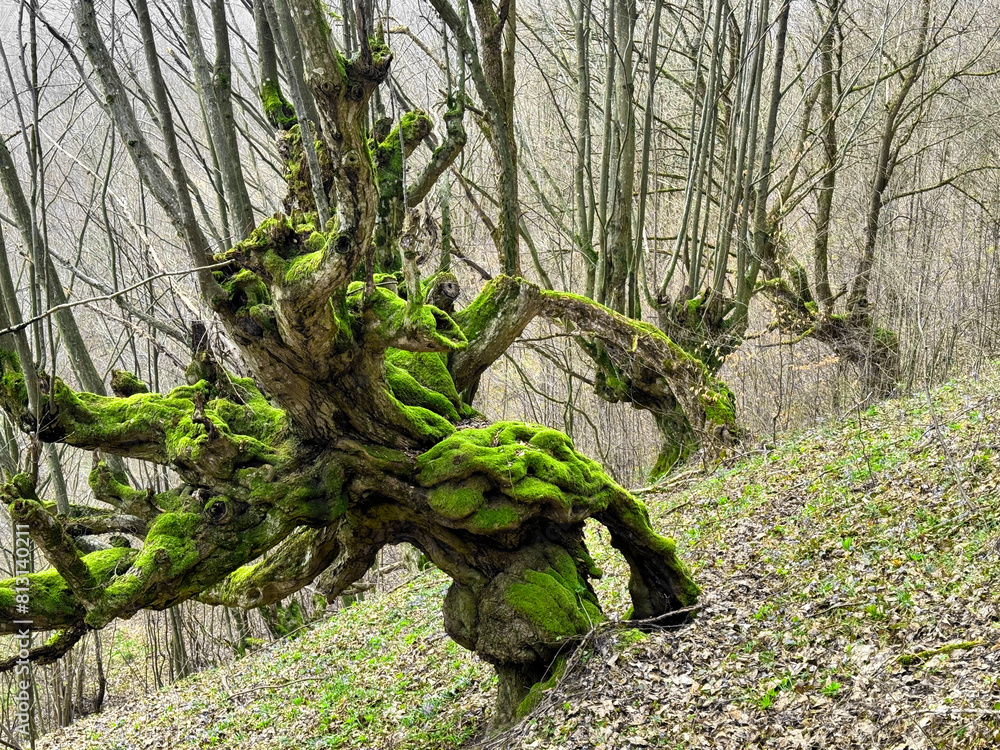 an old century-old beech