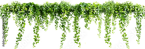 Green succulent leaves hanging vines ivy bush climbing epiphytic plant (Dischidia sp.) after rain in tropical rainforest garden isolated on white background, nature backdrop with clipping path.