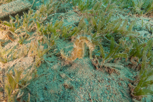 Sea Horse in the Red Sea Colorful and beautiful  Eilat Israel 