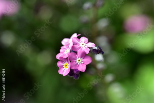 Wallpaper Mural Nahaufnahme von rosa Vergissmeinnichtblüten Torontodigital.ca